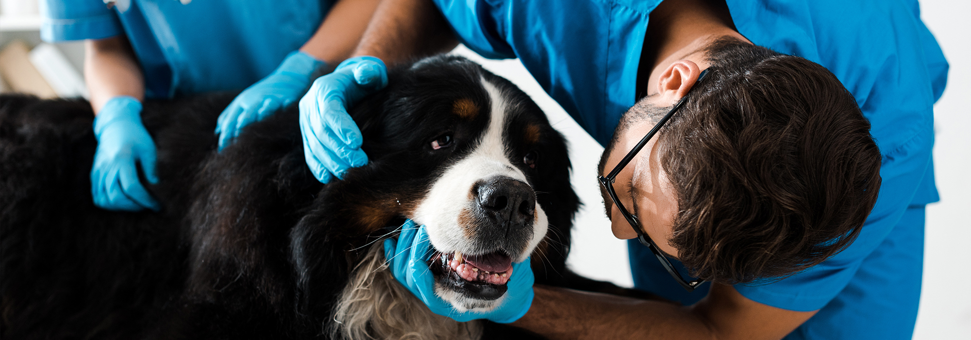 Vet examining a dog