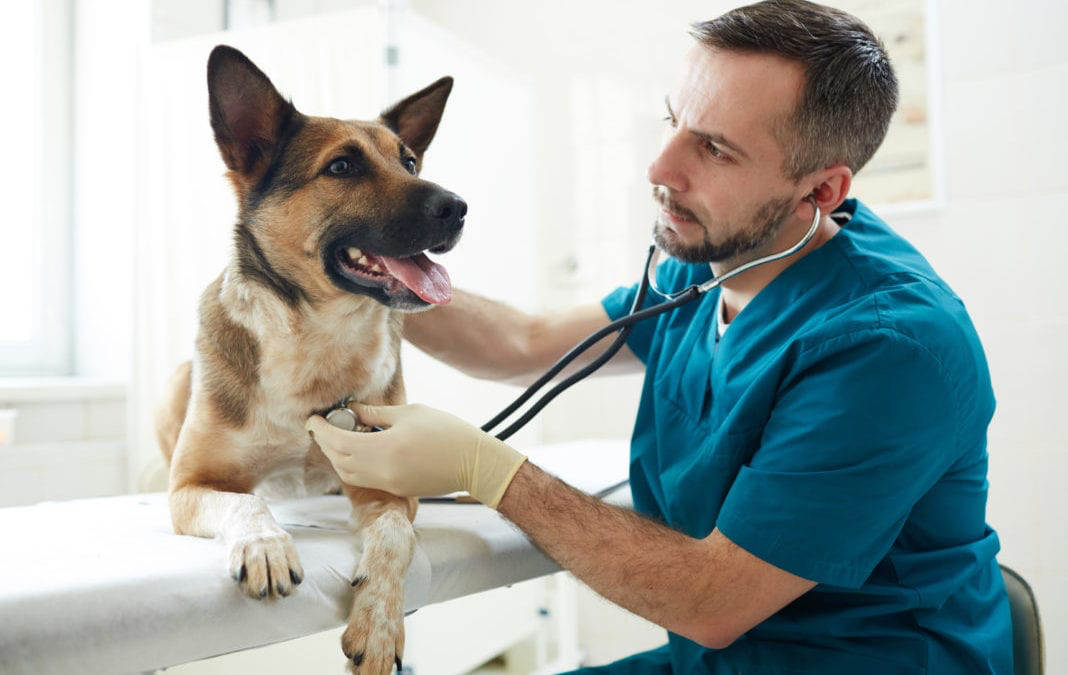 How to Move to the USA as a Veterinarian 