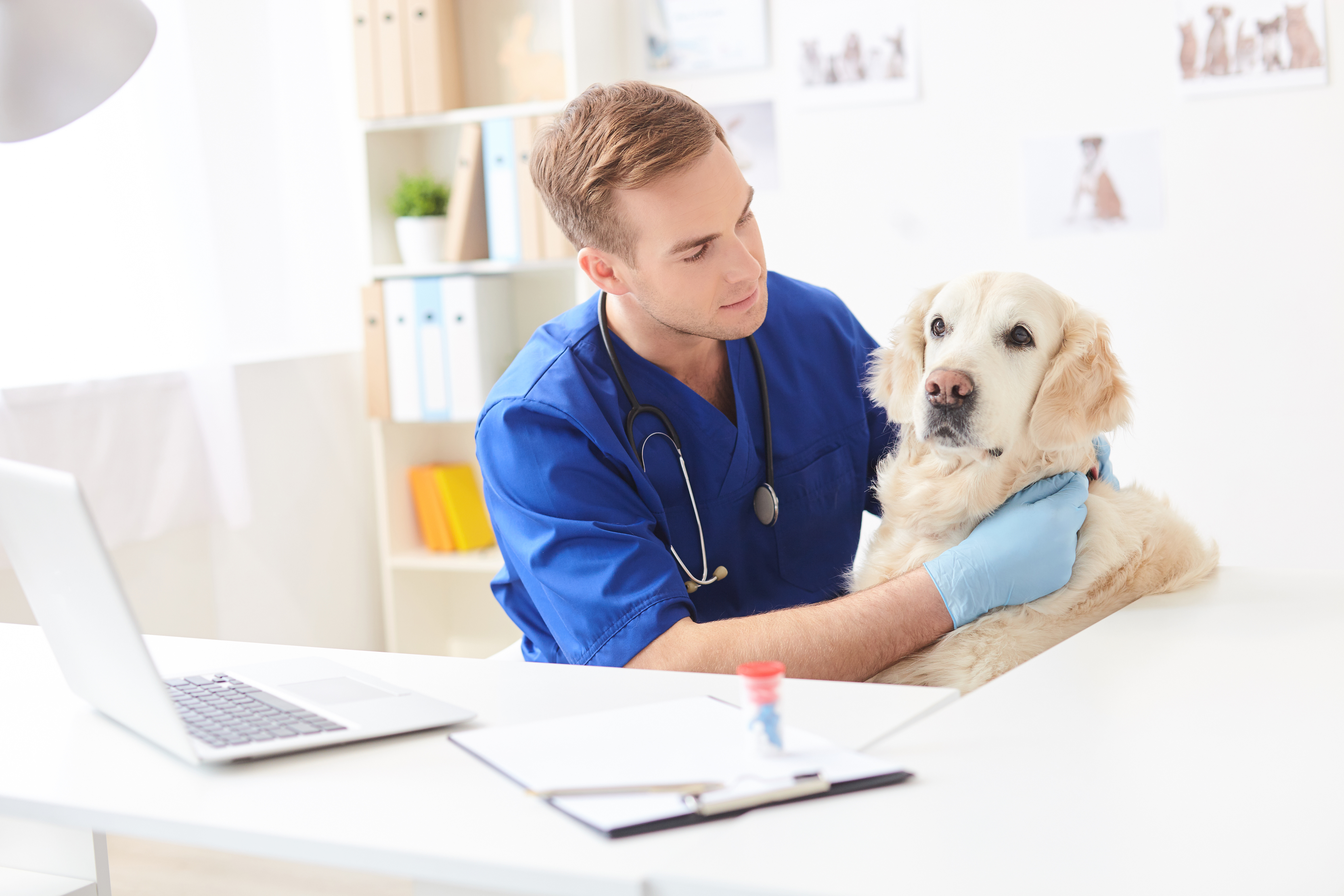 Navigating the Veterinary Job Market: Tips for Landing Your Dream Job