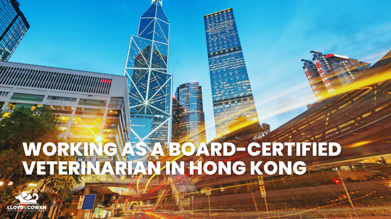 Working as a Board-Certified Veterinarian in Hong Kong