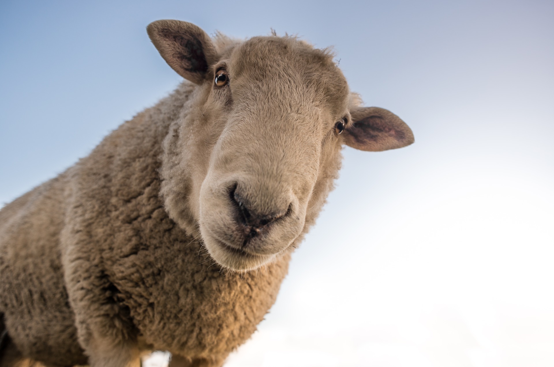 Navigating Changes to the Shortage Occupation List: Implications for Veterinarians Seeking Opportunities in the UK