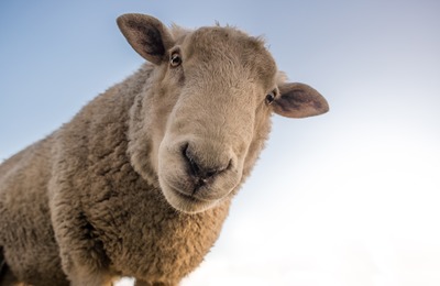 Sheep 1822137 1920