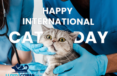 Int Cat Day Lower Res