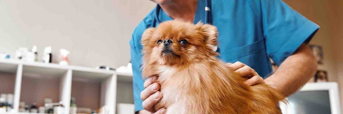 Veterinary Surgeon examining a dog